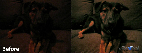 couch_dog_compared